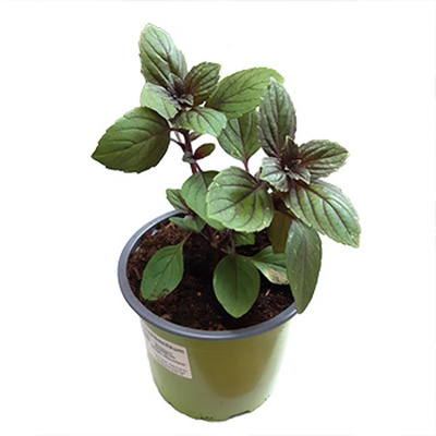 Produktfoto zu Strauchbasilikum "Magic Blue"