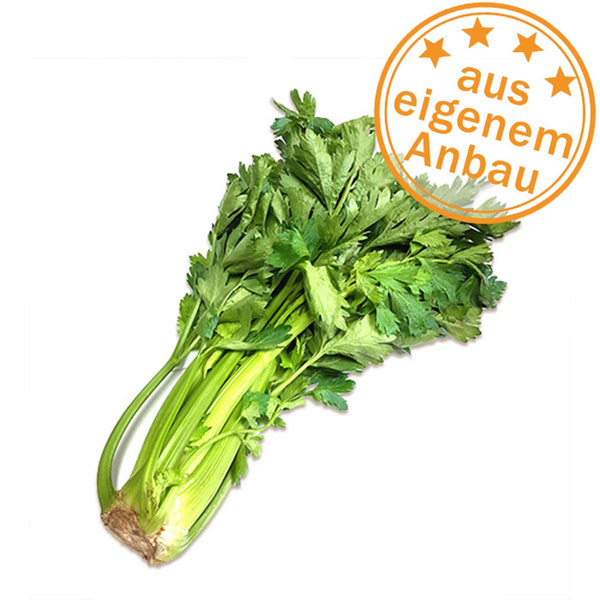 Produktfoto zu Staudensellerie, eigen