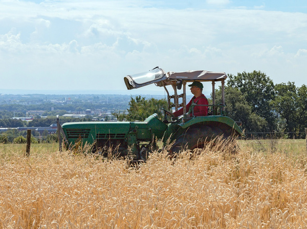 Eine Person fährt einen Traktor durch ein Feld mit reifem Getreide. Im Hintergrund ist eine Stadtlandschaft.