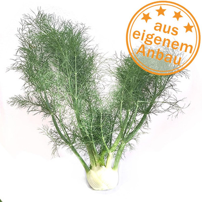 Produktfoto zu Fenchel mit Grün, eigen