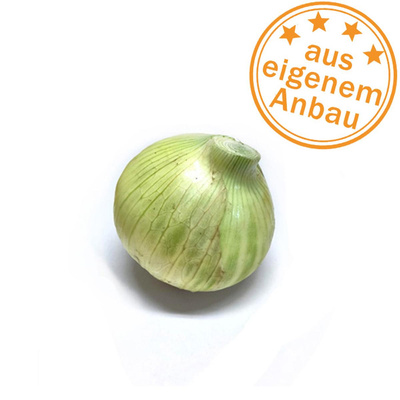Produktfoto zu Zwiebeln, frisch, eigen