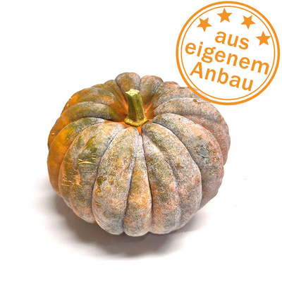 Produktfoto zu Kürbis Futsu Black, eigen, 0,8-1,4 kg