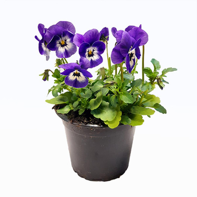 Produktfoto zu Hornveilchen