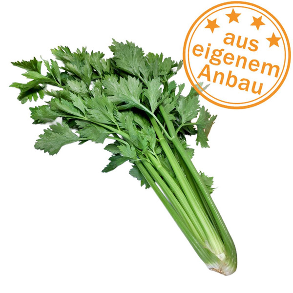 Produktfoto zu Staudensellerie, klein, eigen