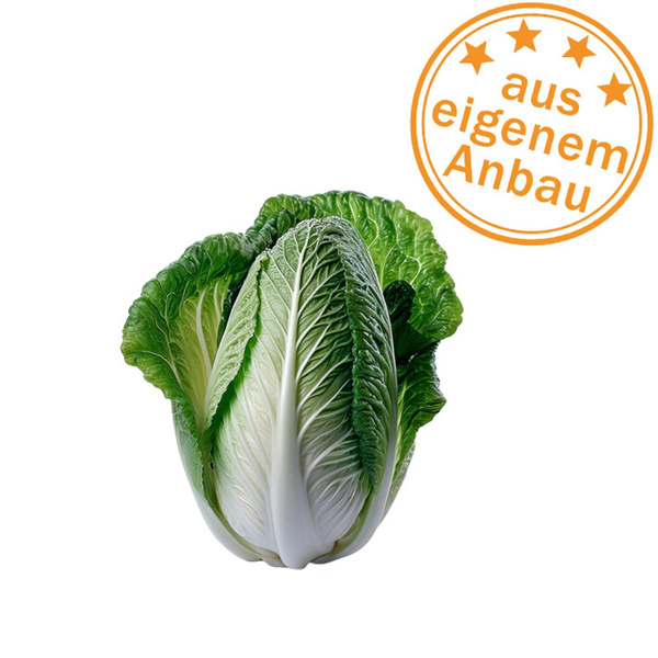 Produktfoto zu Chinakohl, klein, 500-700g