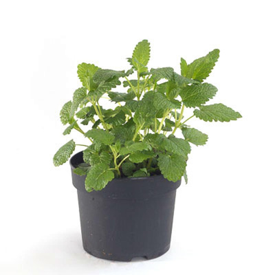 Produktfoto zu Zitronenmelisse, Topf