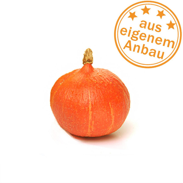 Produktfoto zu Kürbis Hokkaido, klein, eigen