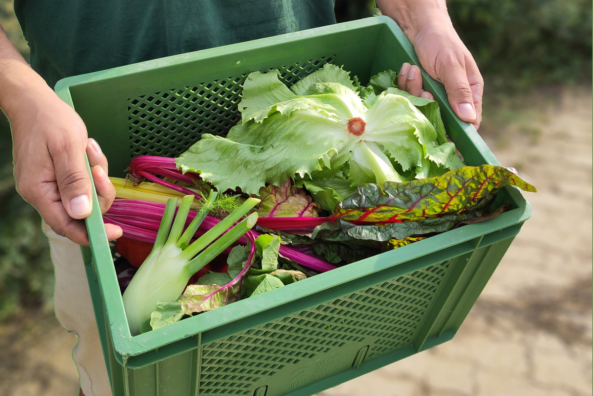 Grüne Mehrwegkiste der Ökokiste Bosshammersch Hof mit Aufschrift Datenschutz