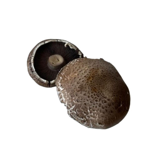 Produktfoto zu Riesensteinchampignons
