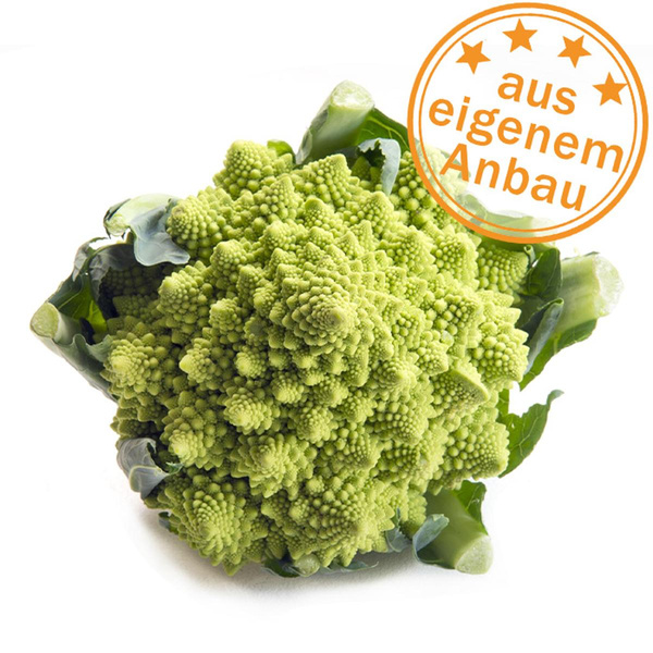 Produktfoto zu Romanesco, eigen