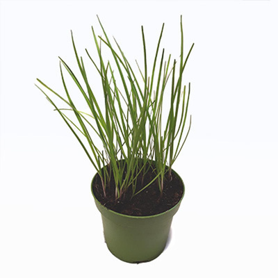 Produktfoto zu Schnittknoblauch, Topf