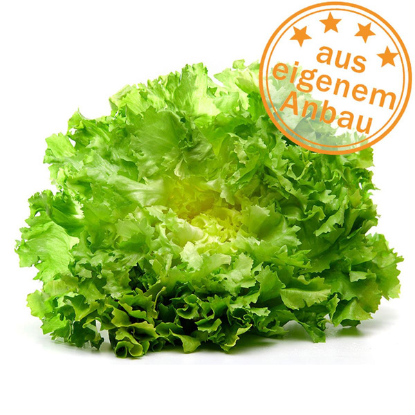 Produktfoto zu Endiviensalat, eigen