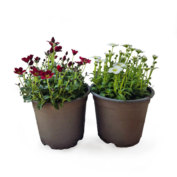 Produktfoto zu Steinbrech