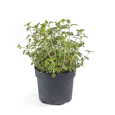 Produktfoto zu Oregano "gold", Topf