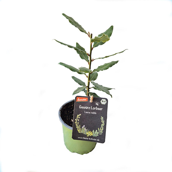Produktfoto zu Gewürzlorbeer, Topf