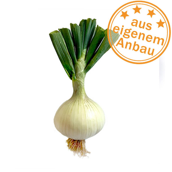 Produktfoto zu Gemüsezwiebel, frisch, eigen