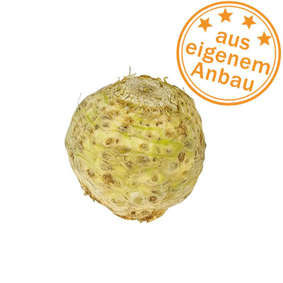 Produktfoto zu Knollensellerie, eigen