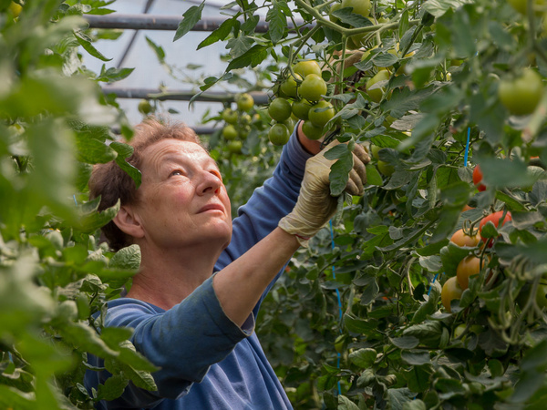 KI generiert: Eine Person erntet Tomaten in einem Gewächshaus.