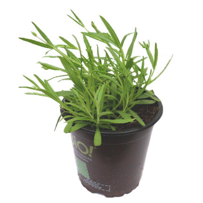 Produktfoto zu Gewürz-Lavendel, Topf