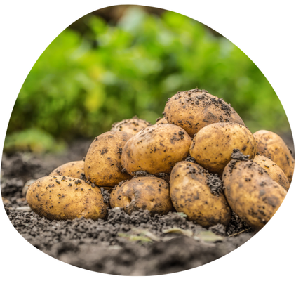 KI generiert: Ein Haufen frischer, erdiger Kartoffeln liegt auf dem Boden.
