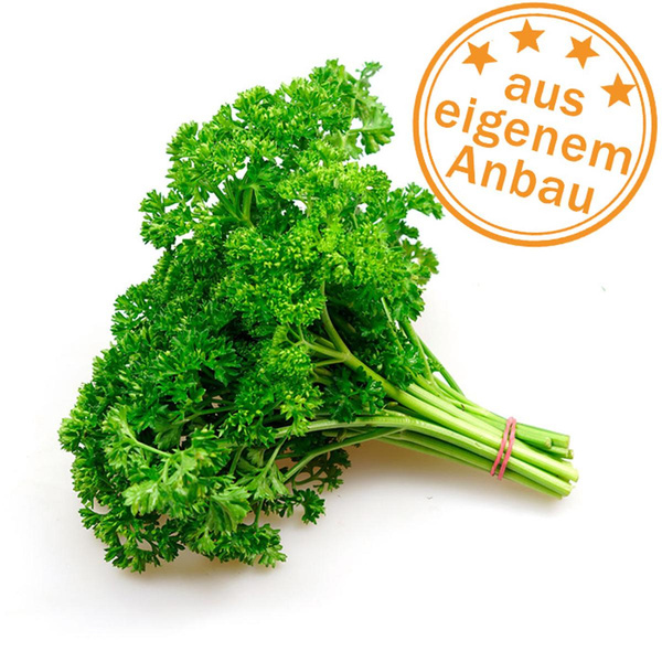 Produktfoto zu Petersilie kraus, klein, eigen