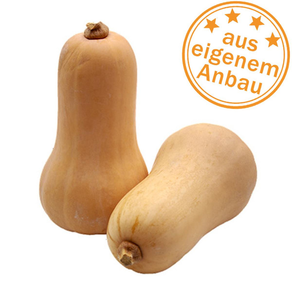 Produktfoto zu Kürbis Butternut, eigen, ca. 1 kg