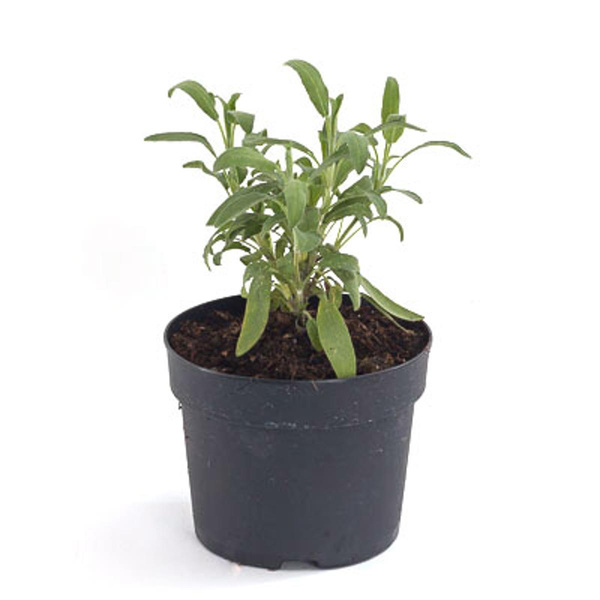 Produktfoto zu Gewürzsalbei, Topf