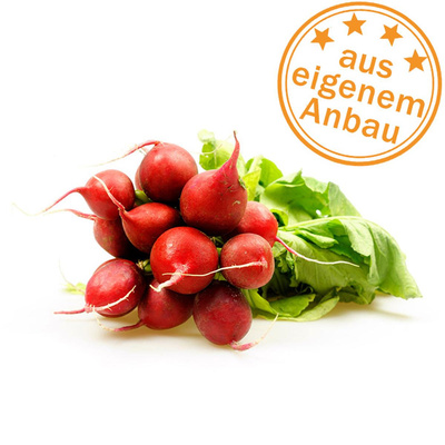 Produktfoto zu Radieschen, eigen (Laub mit Lochfraß)