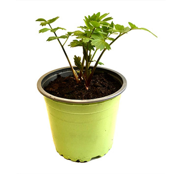 Produktfoto zu Liebstöckel, Topf