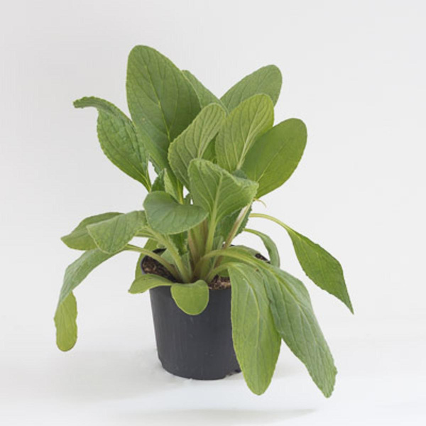 Produktfoto zu Borretsch, Topf