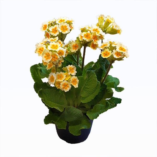 Produktfoto zu Primel, verschiedene Farben