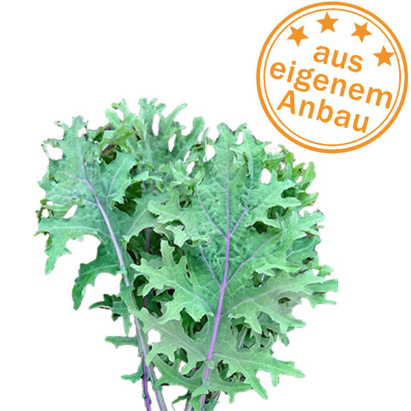 Produktfoto zu Palmkohl 'Red Russian Kale', eigen