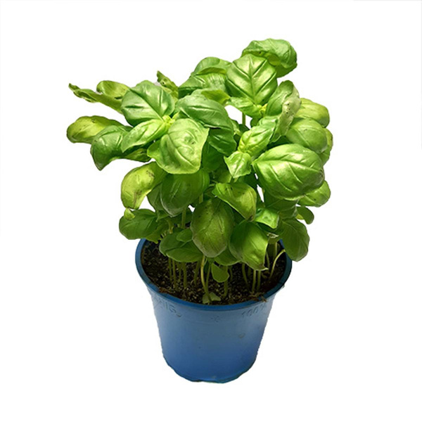 Produktfoto zu Basilikum, grün, Topf