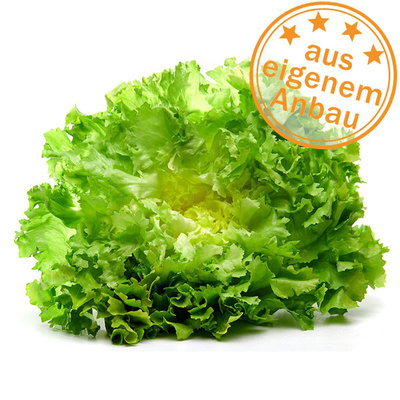 Produktfoto zu Endiviensalat, eigen, (Lausbefall möglich)