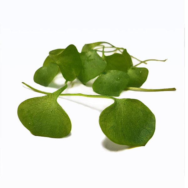 Produktfoto zu Posteleinsalat