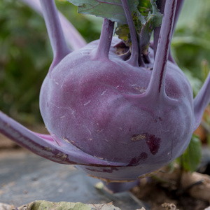 Nahaufnahme von violettem Kohlrabi 