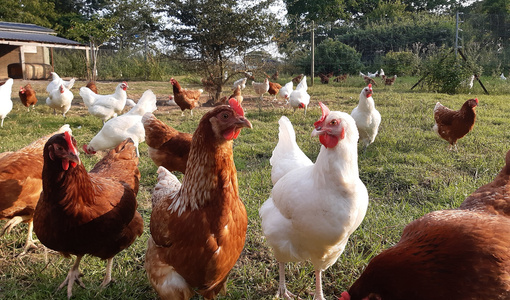 Hühner unterschiedlicher Farben laufen auf einer grünen Wiese im Freien.