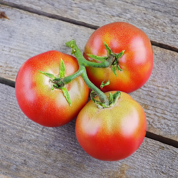 KI generiert: Das Bild zeigt eine stilisierte Illustration einer gelben Karotte mit grünem Blattwerk auf einem hellgrünen Hintergrund. Der Hauptinhalt ist die minimalistische Darstellung der Karotte.