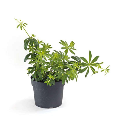 Produktfoto zu Waldmeister, Topf