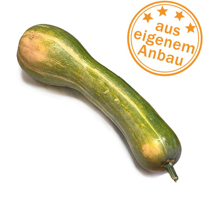 Produktfoto zu Kürbis Longue de Nice, eigen, 4-7 kg