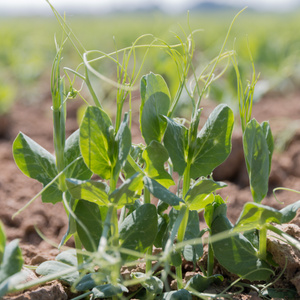 Nahaufnahme von Zuckererbsen auf einem Feld im Sonnenlicht.