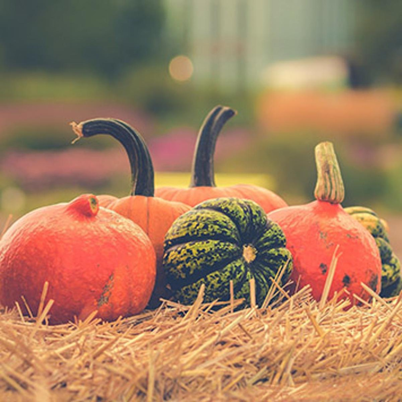 Vielfalt der Kürbisse