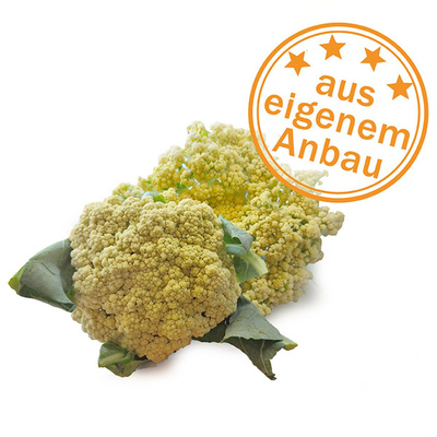 Produktfoto zu Sprossen-Blumenkohl, eigen