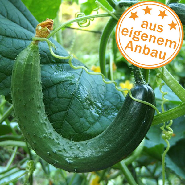 Produktfoto zu Gurke, krumm, eigen