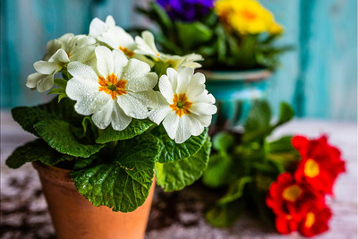 Produktfoto zu Schlüsselblume