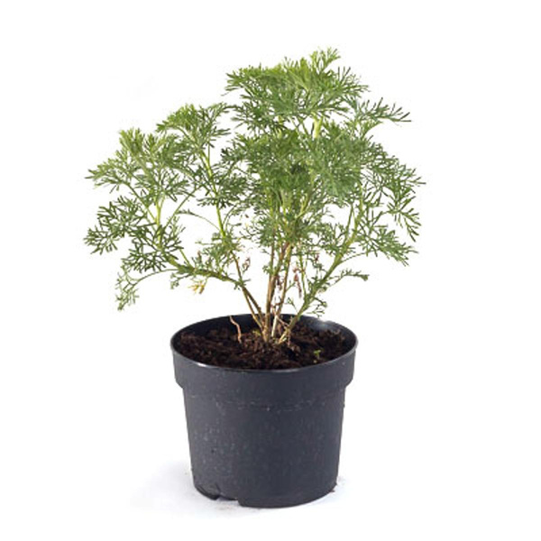 Produktfoto zu Dill, Topf