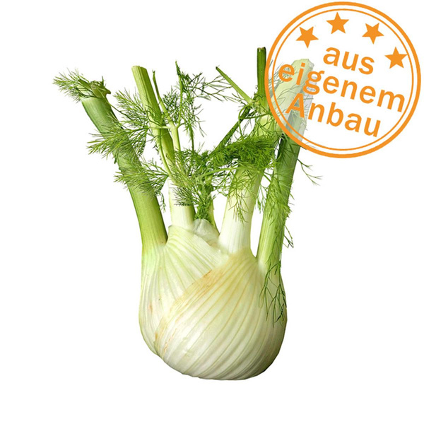 Produktfoto zu Fenchel, eigen, klein, 150-200 g_St
