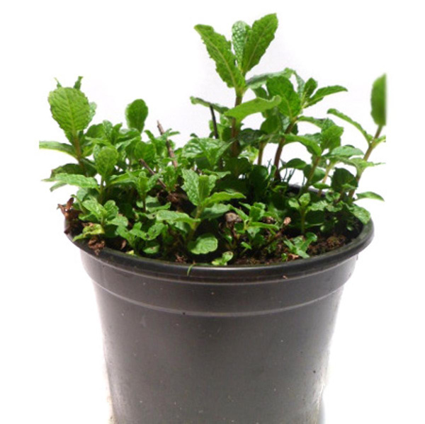 Produktfoto zu marokkanische Minze, Topf