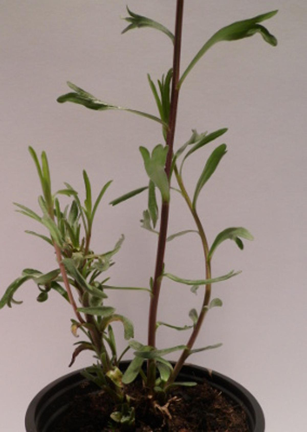 Produktfoto zu Estragon, Topf