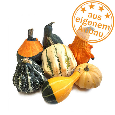 Produktfoto zu Mini-Zierkürbis Mix, eigen